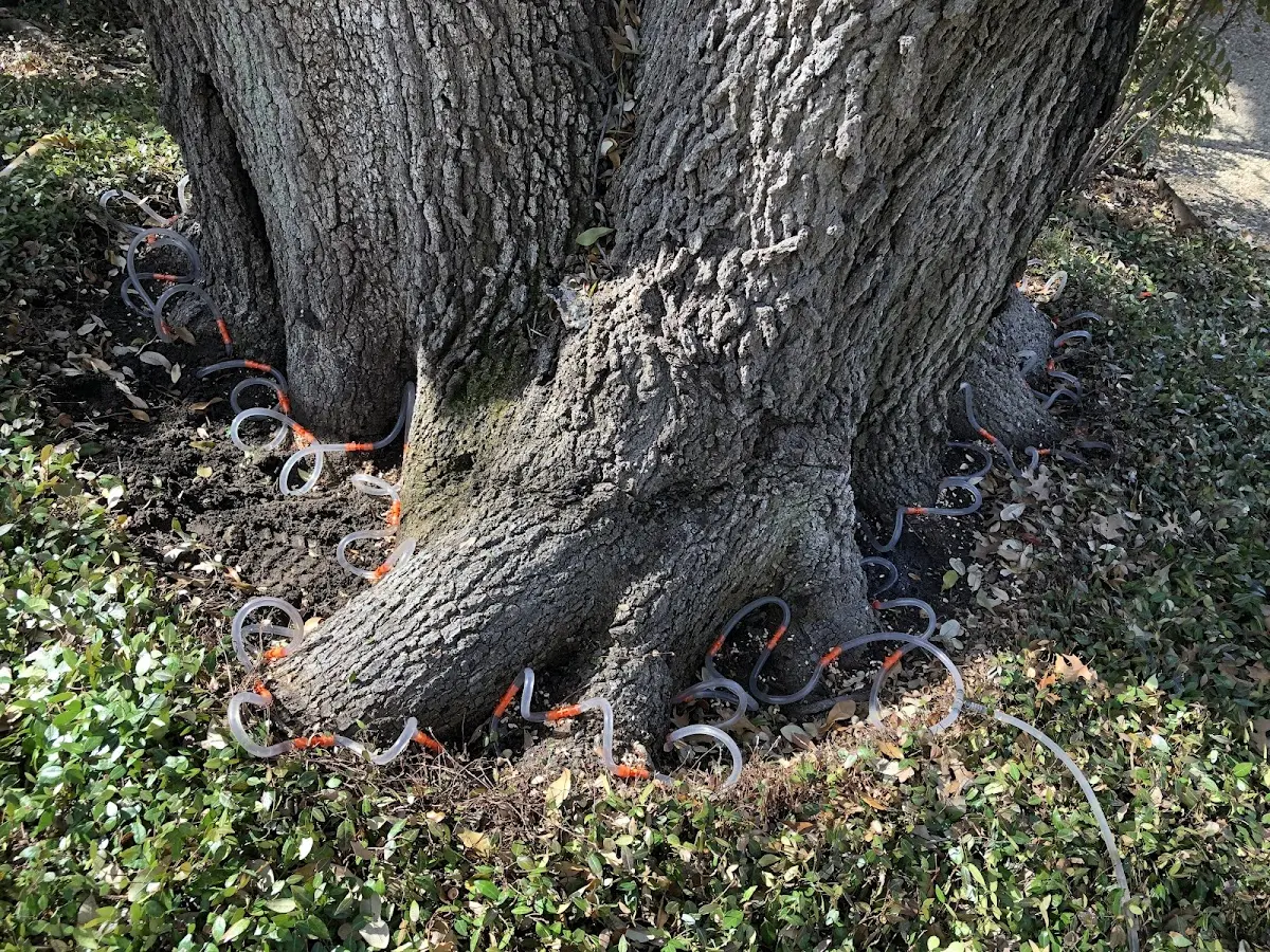 Detailed Tree Cabling and Bracing job site in Hayes Center
