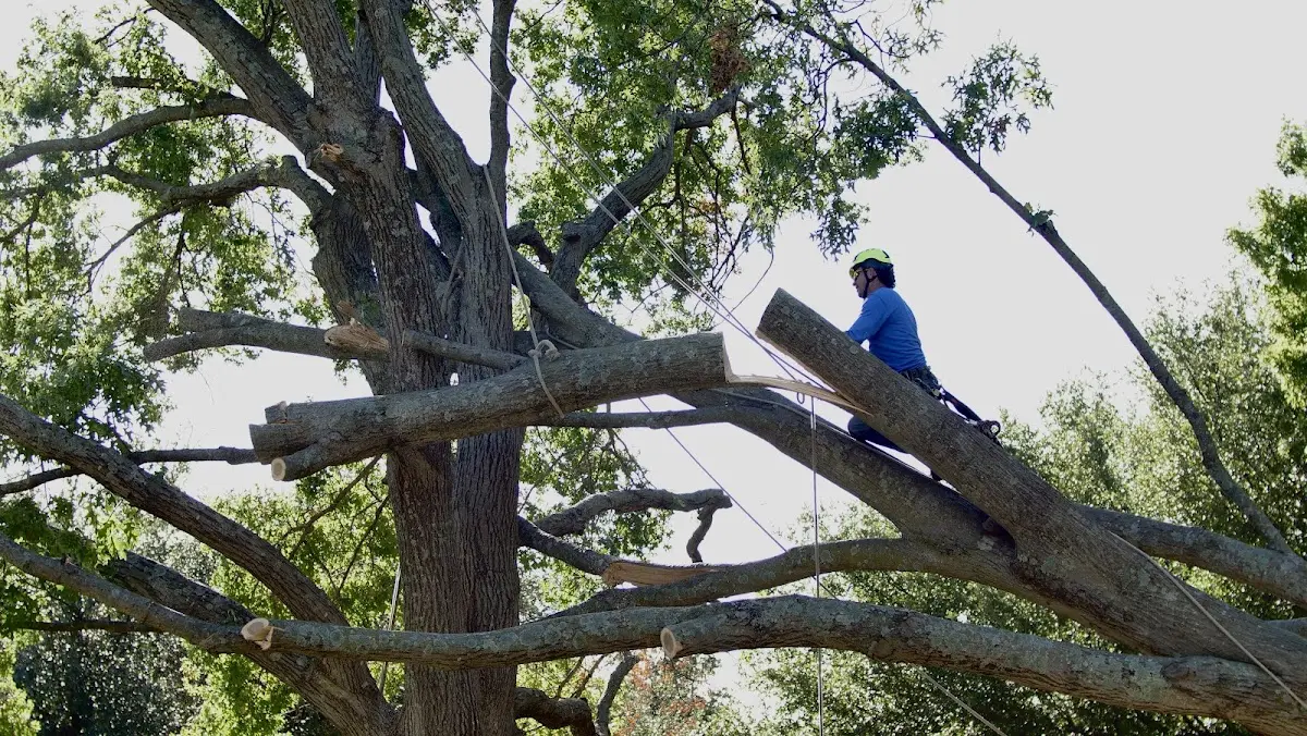 Professional Hazardous Tree Removal performed by certified arborists in Hayes Center