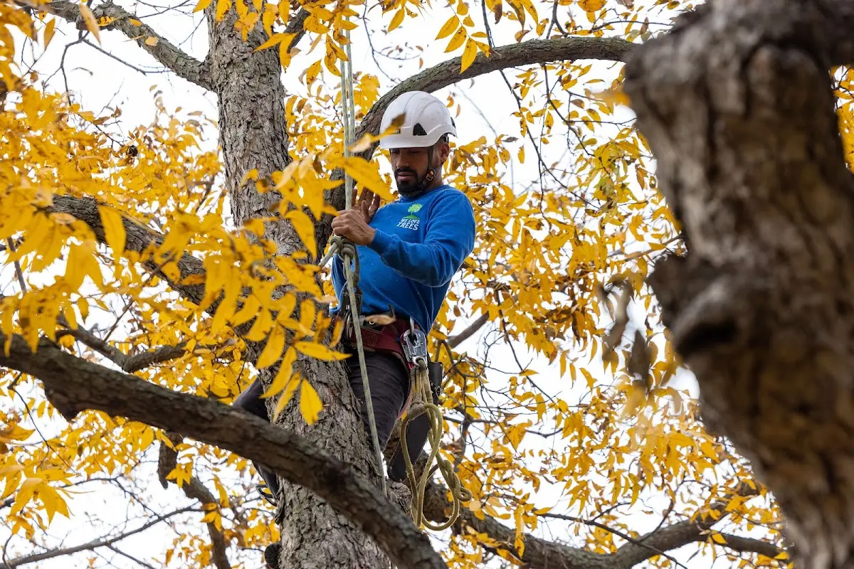 Skilled Tree Pruning crew working in Hayes Center